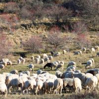 Le Pecore 